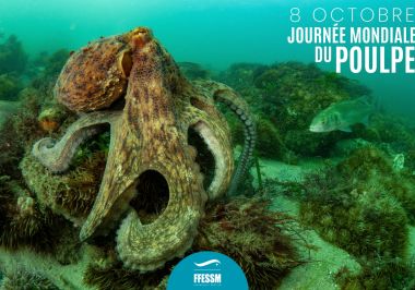 journée mondiale du poulpe ffessm